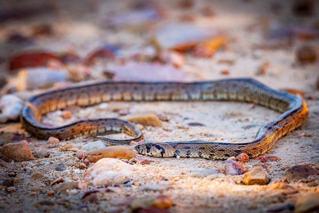 couleuvre a echelons