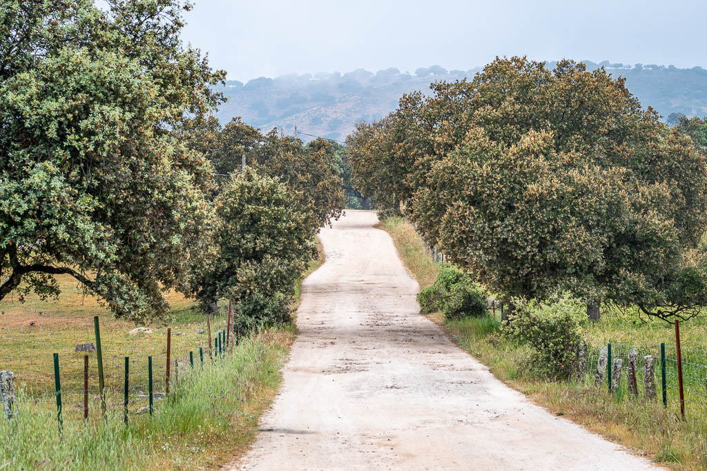 sierra andujar lynx pardelle 03