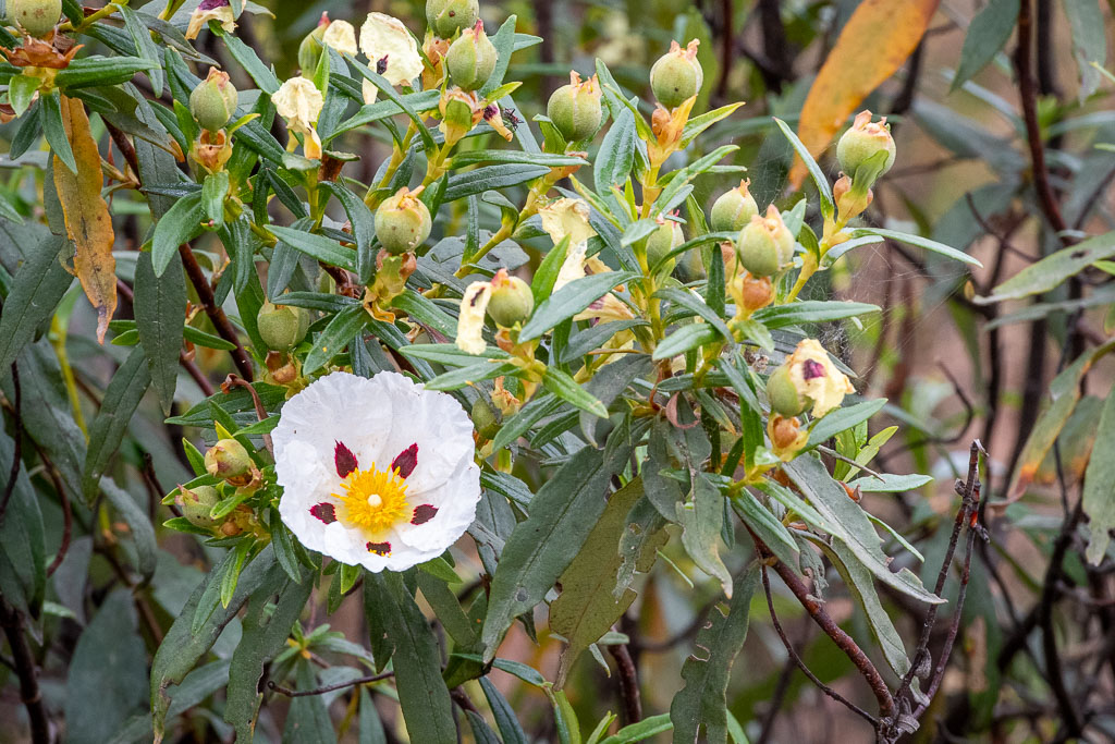 sierra andujar lynx pardelle 06