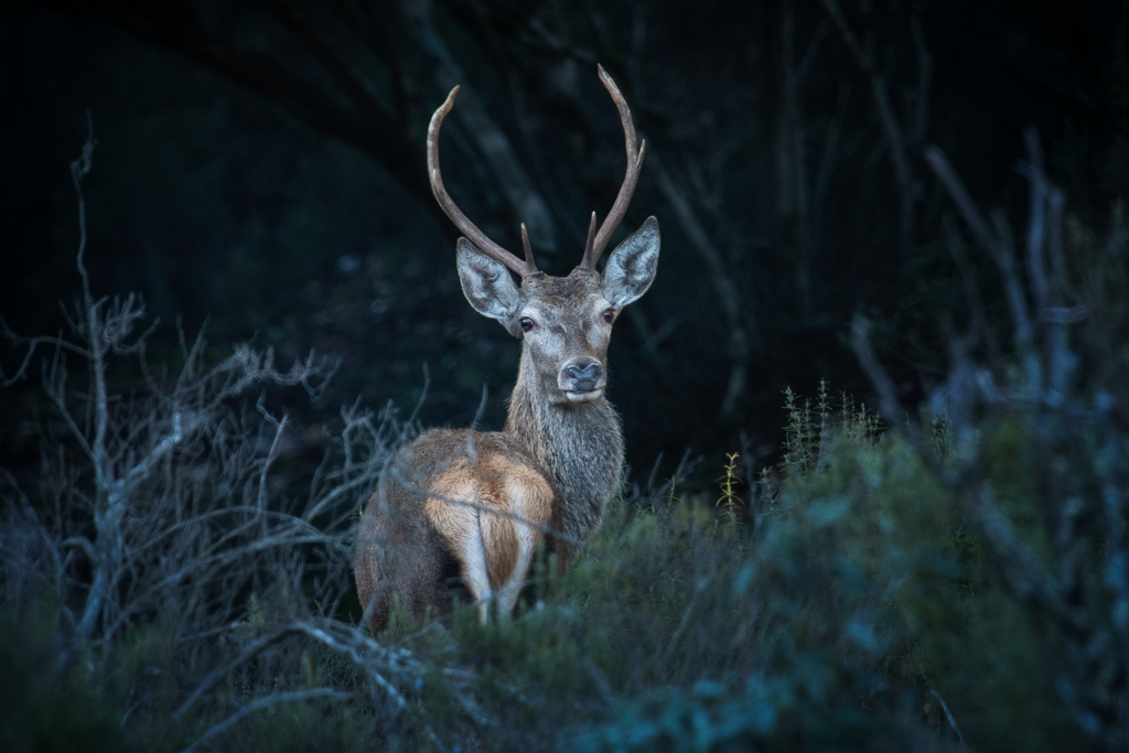 sierra andujar lynx pardelle 100