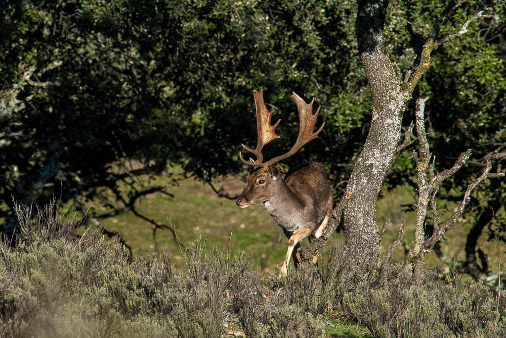 sierra andujar lynx pardelle 101