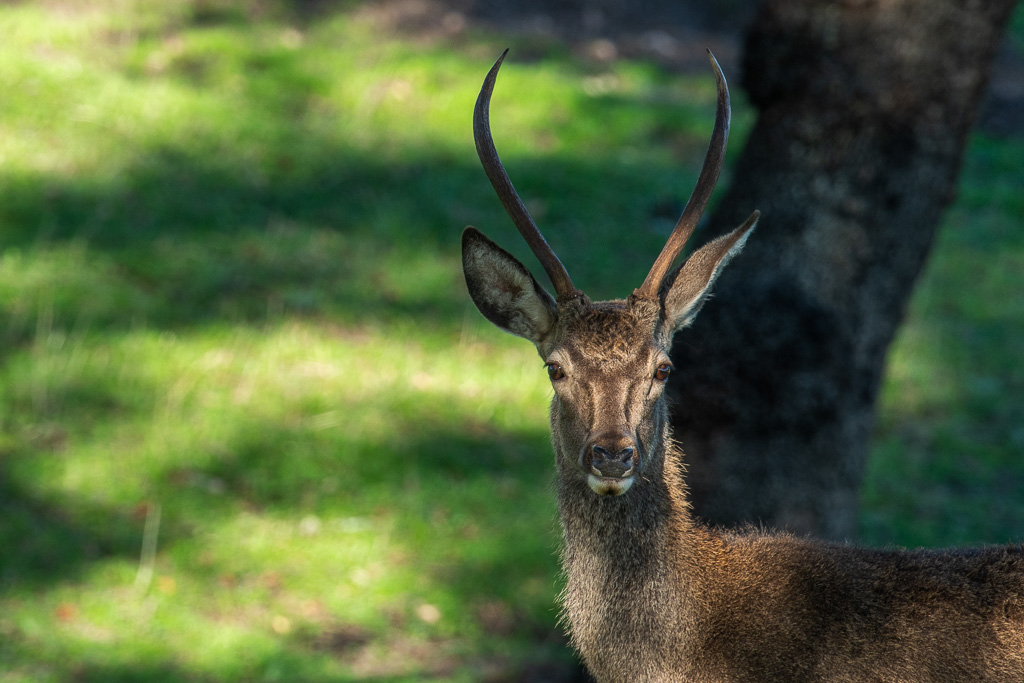 sierra andujar lynx pardelle 102