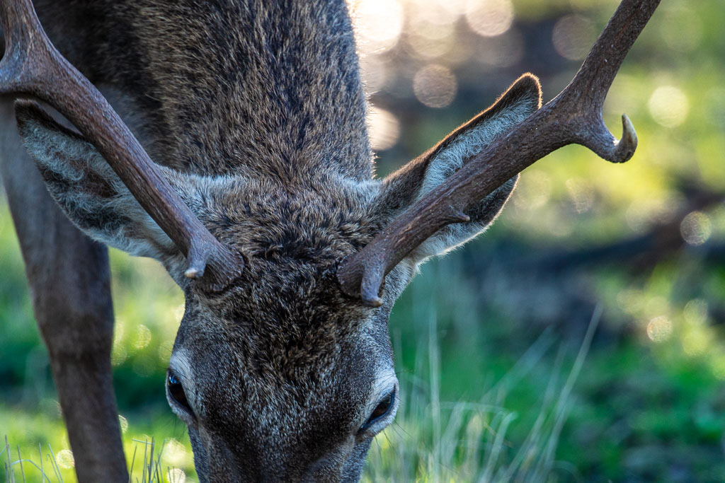 sierra andujar lynx pardelle 112