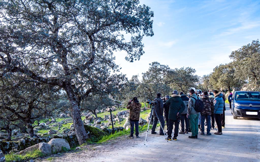 sierra andujar lynx pardelle 115