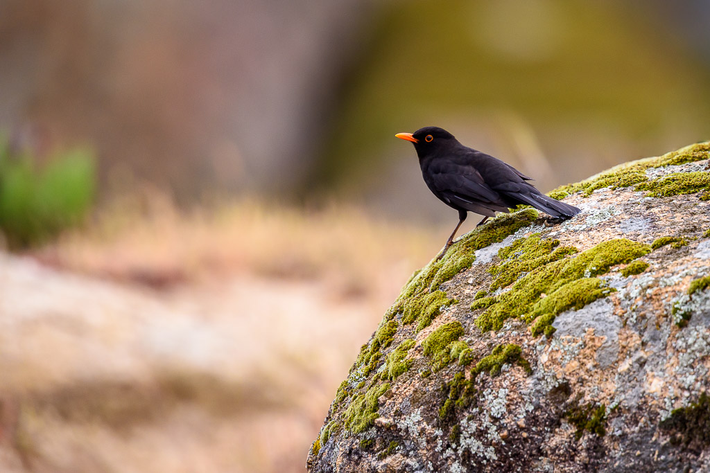 sierra andujar lynx pardelle 121