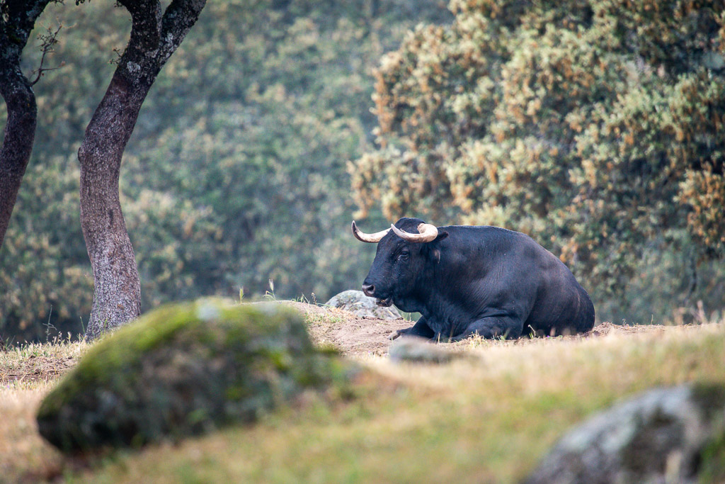 sierra andujar lynx pardelle 124