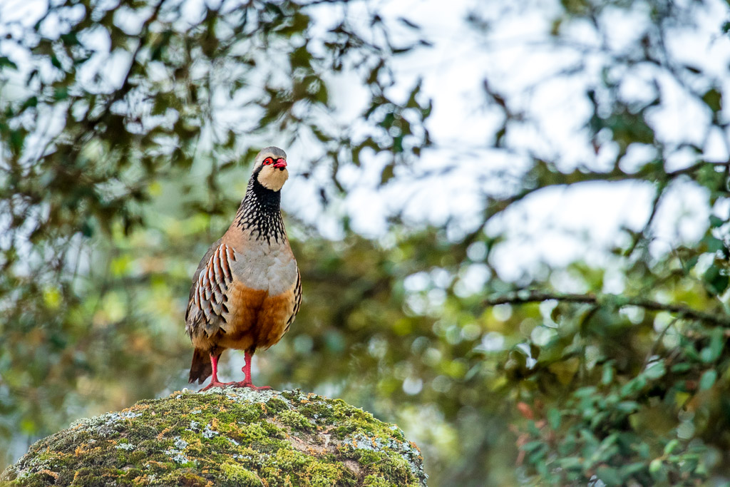 sierra andujar lynx pardelle 128