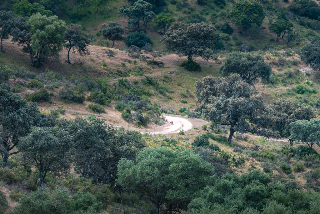 sierra andujar lynx pardelle 13