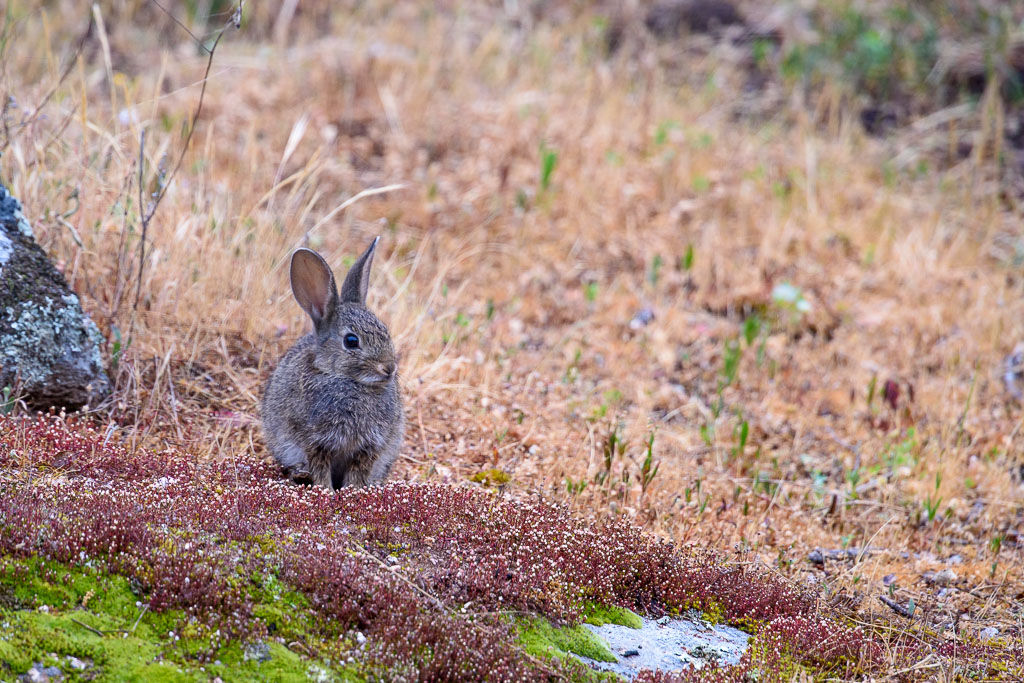 sierra andujar lynx pardelle 132