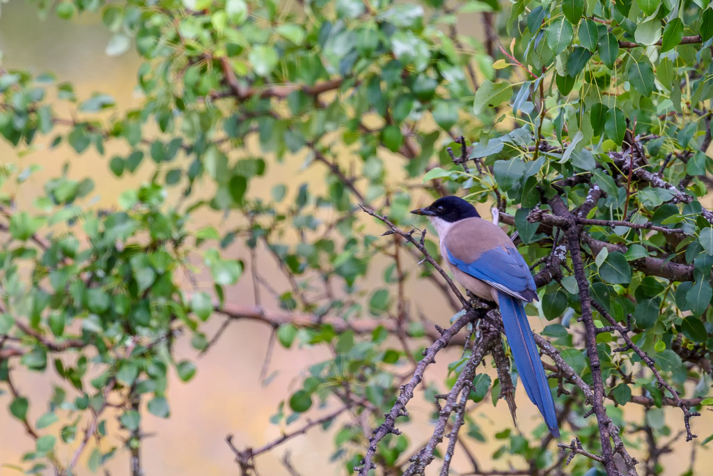 sierra andujar lynx pardelle 137