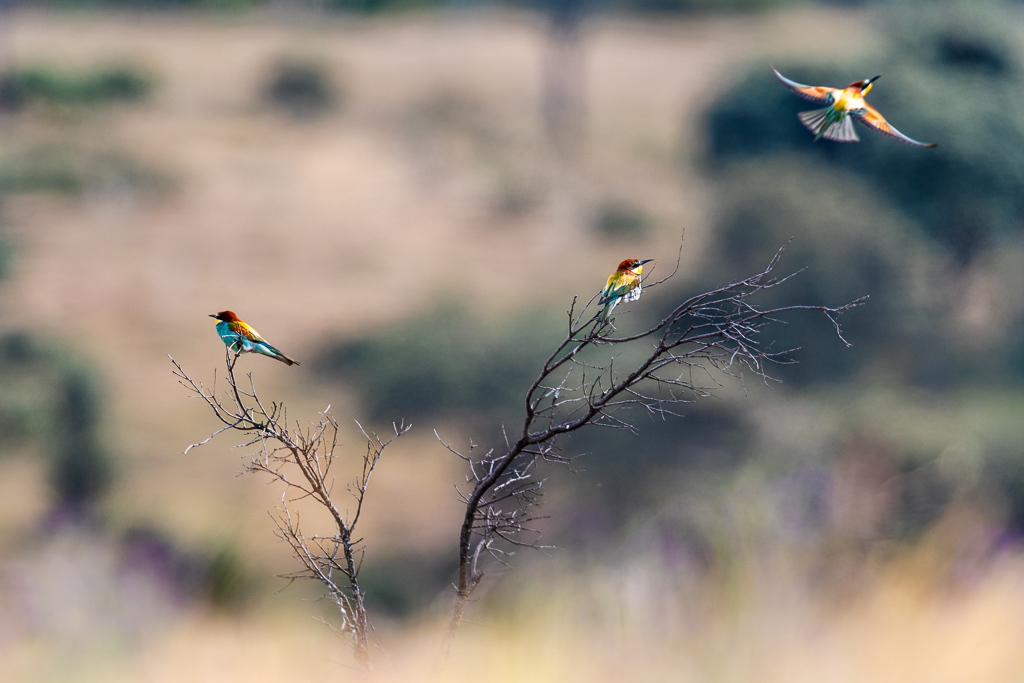 sierra andujar lynx pardelle 138