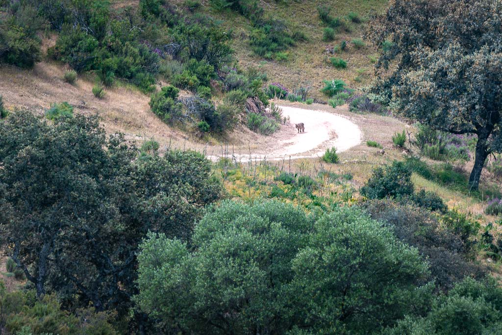 sierra andujar lynx pardelle 14