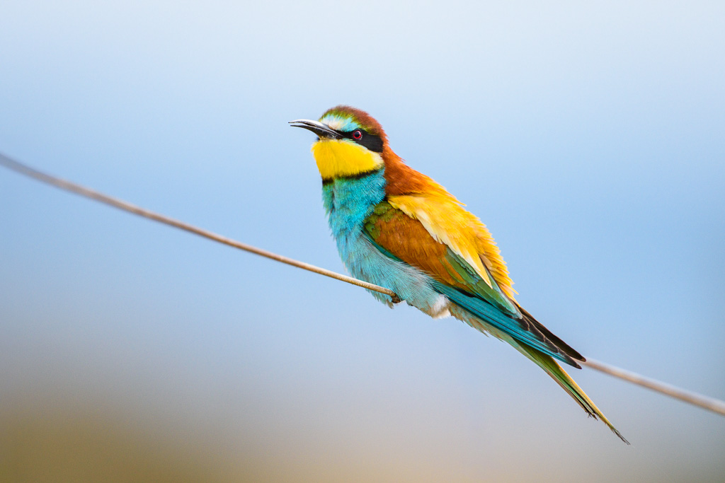 sierra andujar lynx pardelle 140