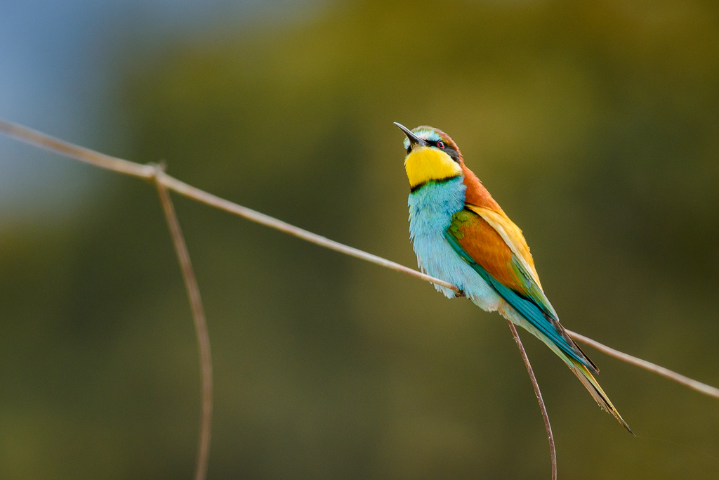 sierra andujar lynx pardelle 141