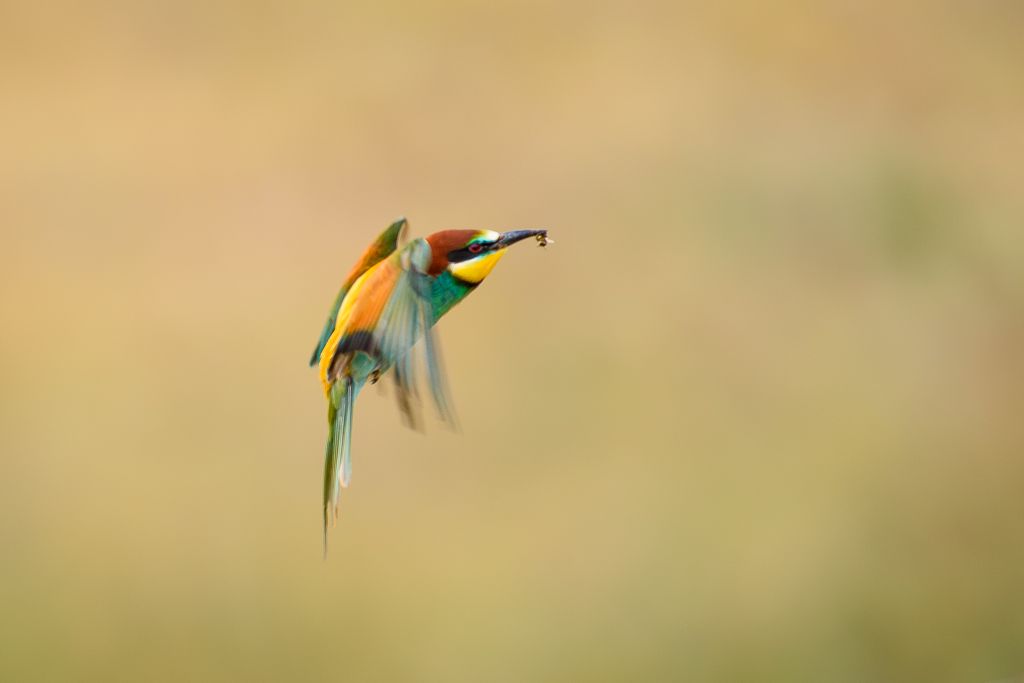 sierra andujar lynx pardelle 142