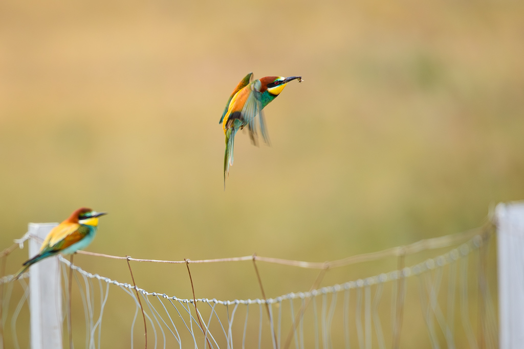 sierra andujar lynx pardelle 143