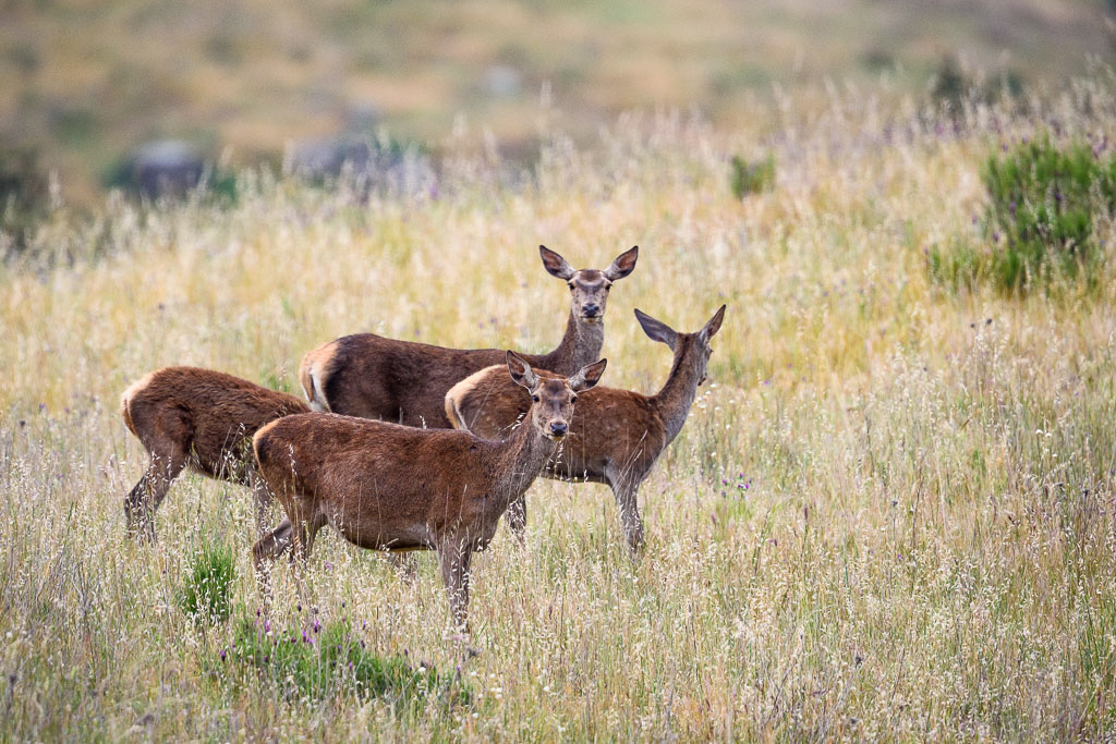 sierra andujar lynx pardelle 146