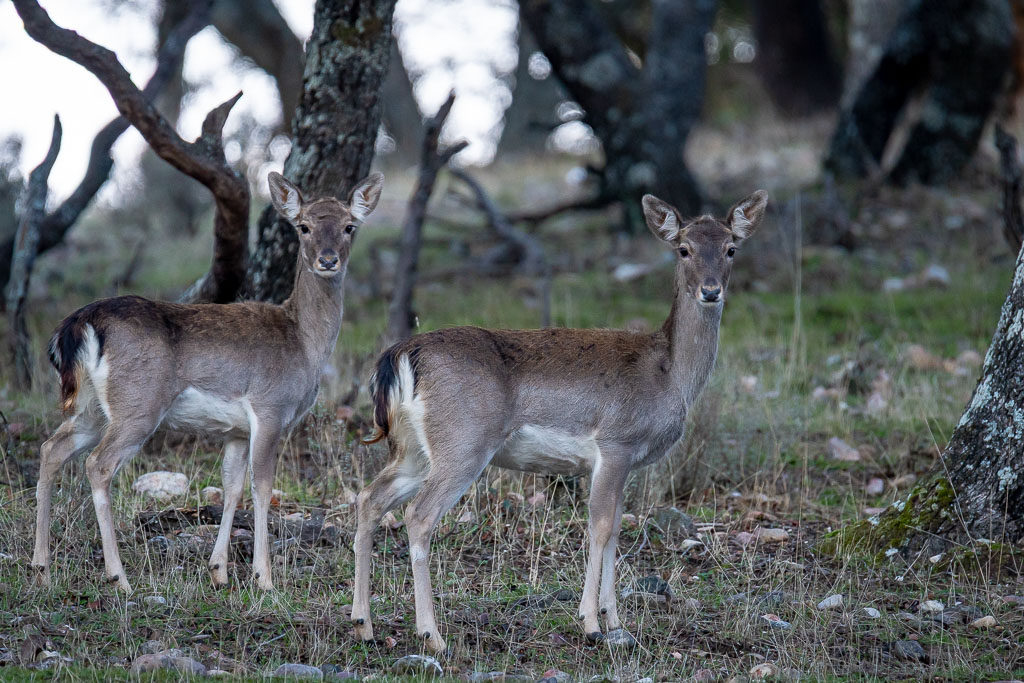 sierra andujar lynx pardelle 149