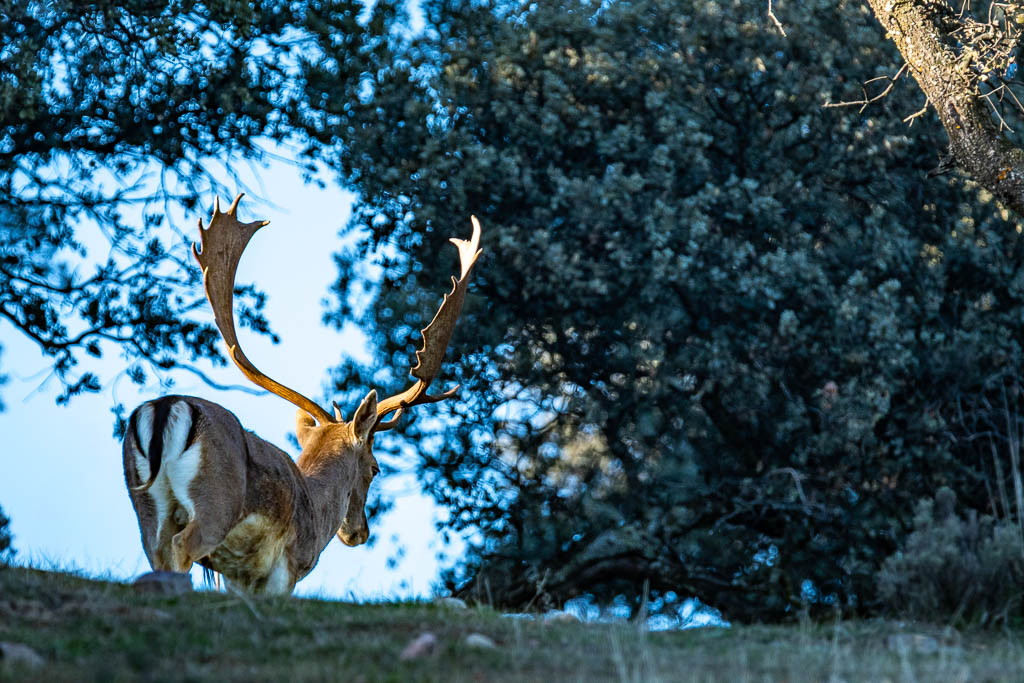 sierra andujar lynx pardelle 151