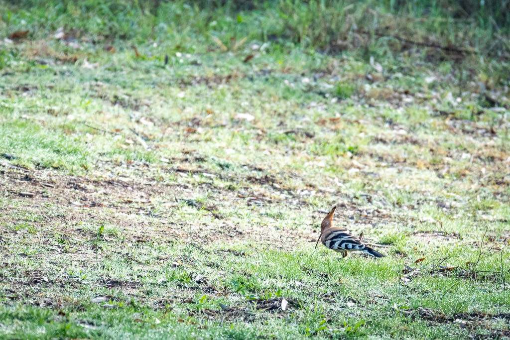 sierra andujar lynx pardelle 152