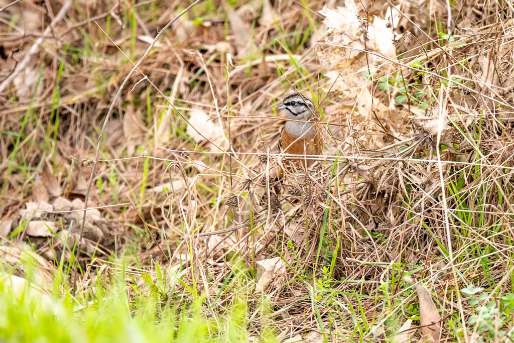 sierra andujar lynx pardelle 153