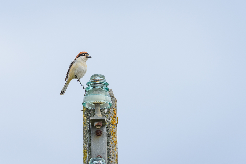 sierra andujar lynx pardelle 154