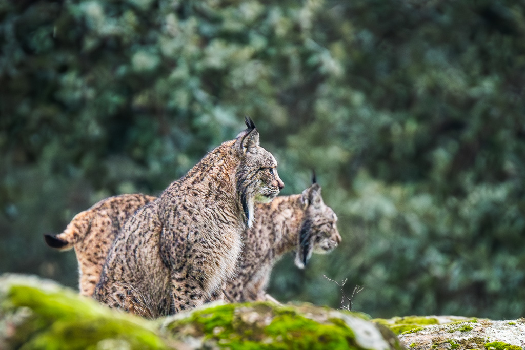 sierra andujar lynx pardelle 155