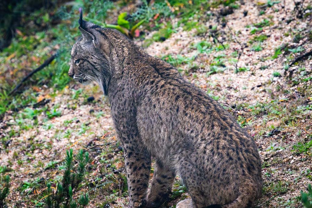 sierra andujar lynx pardelle 21