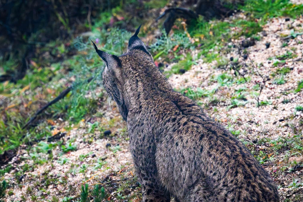 sierra andujar lynx pardelle 22