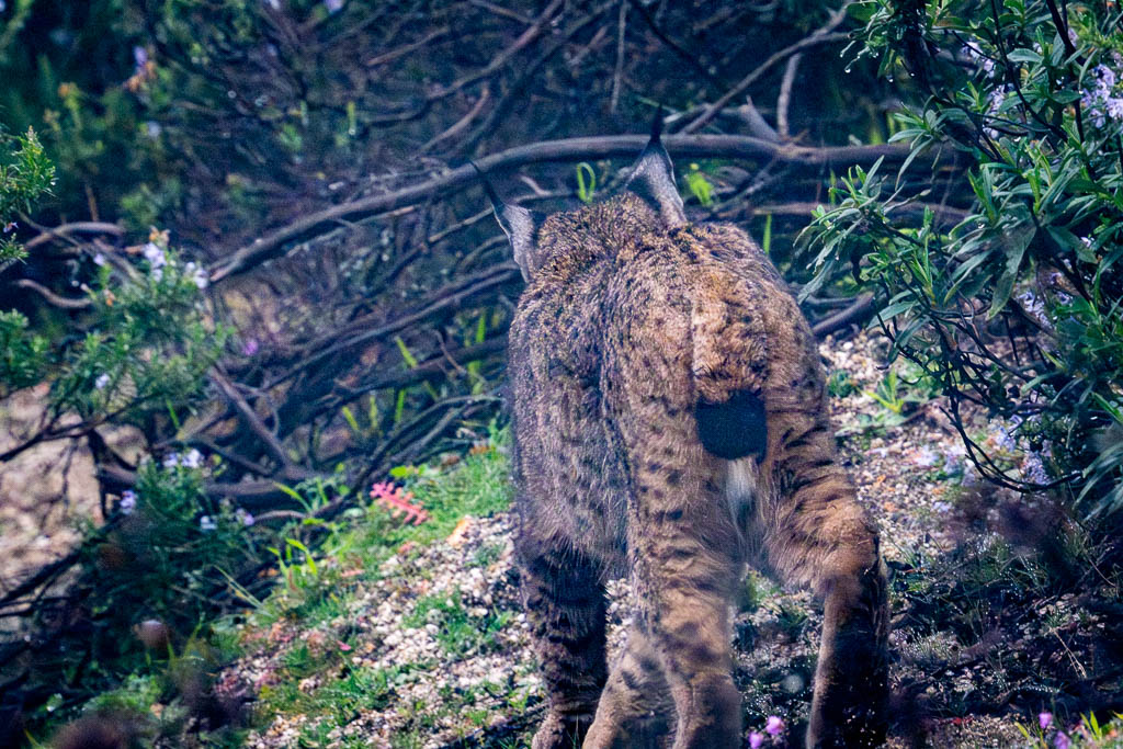 sierra andujar lynx pardelle 23