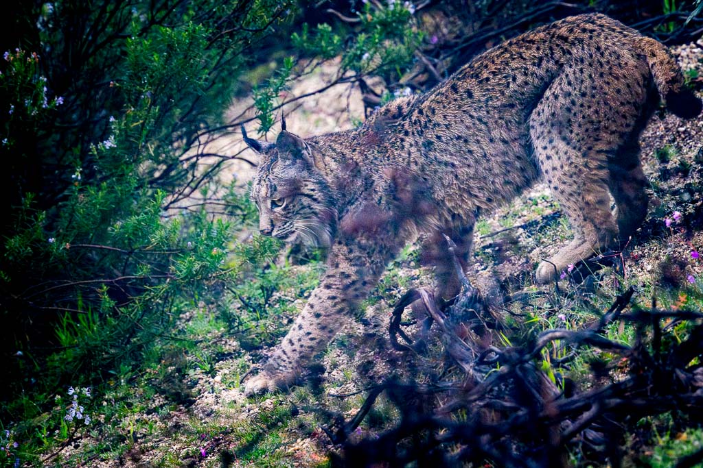 sierra andujar lynx pardelle 24