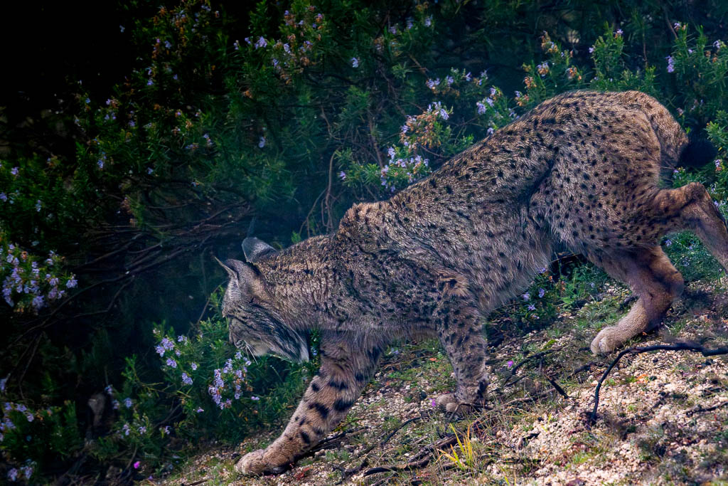 sierra andujar lynx pardelle 25