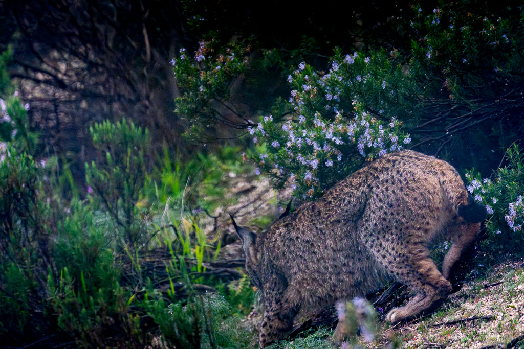 sierra andujar lynx pardelle 26