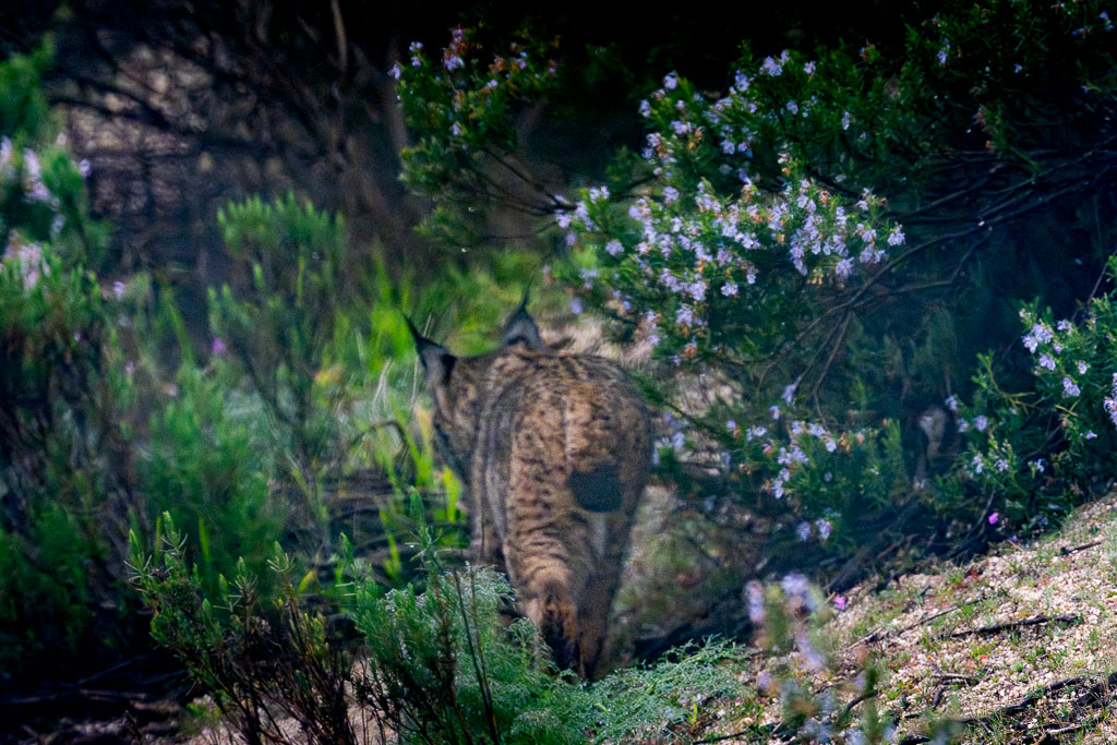 sierra andujar lynx pardelle 27