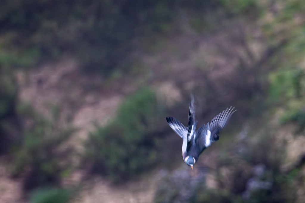 sierra andujar lynx pardelle 28