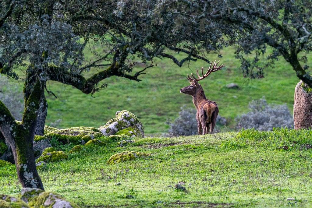 sierra andujar lynx pardelle 29
