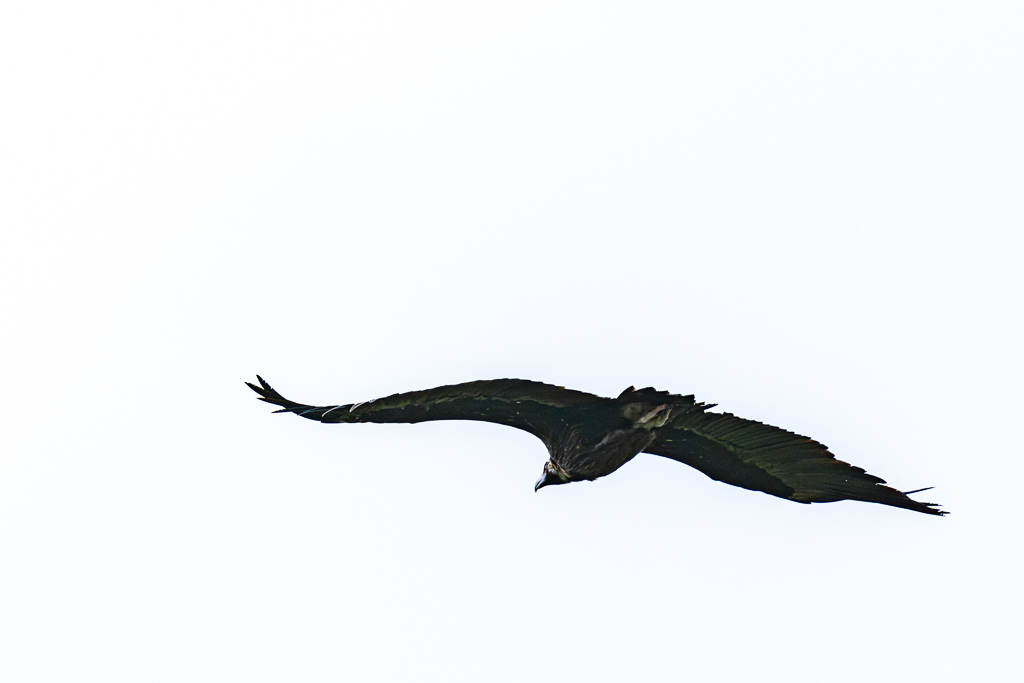 sierra andujar lynx pardelle 30