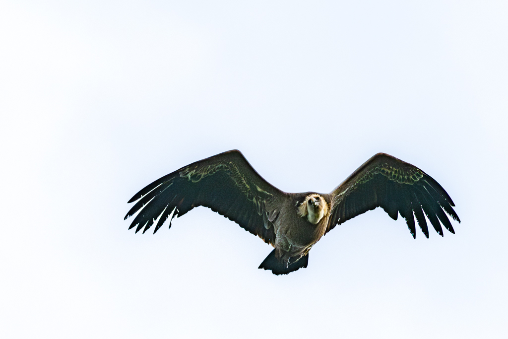 sierra andujar lynx pardelle 31