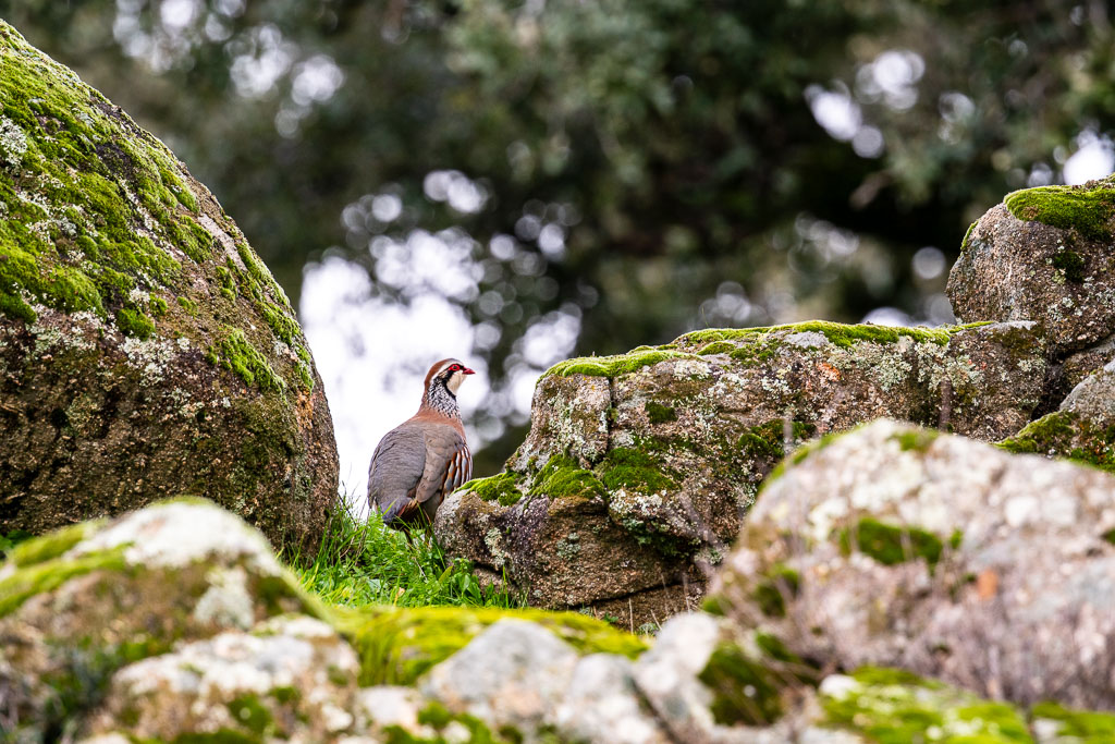sierra andujar lynx pardelle 32