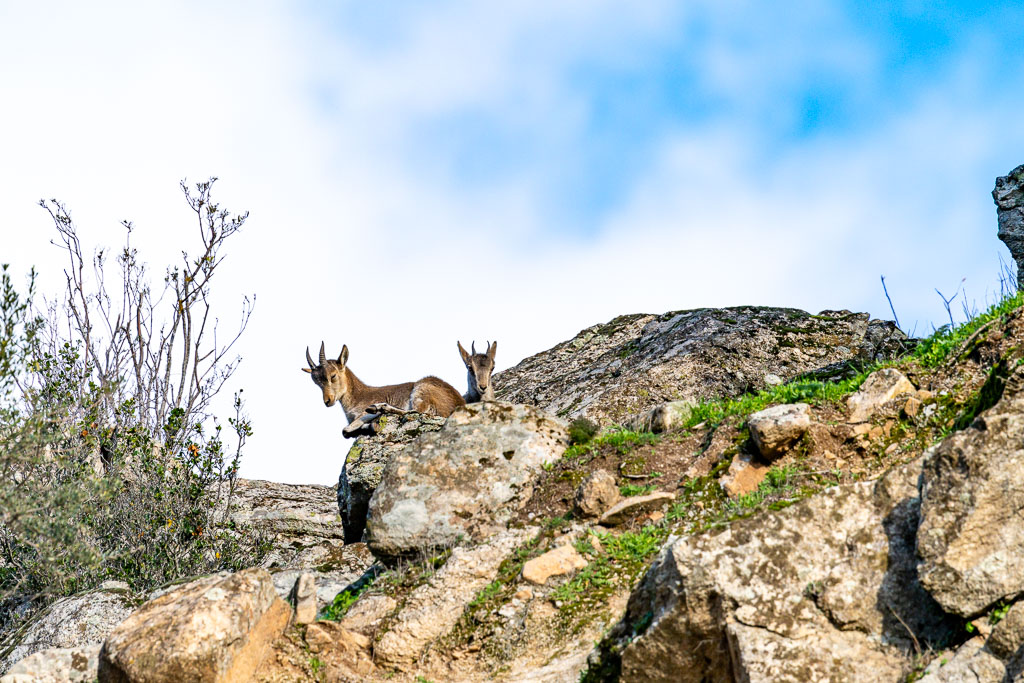 sierra andujar lynx pardelle 33