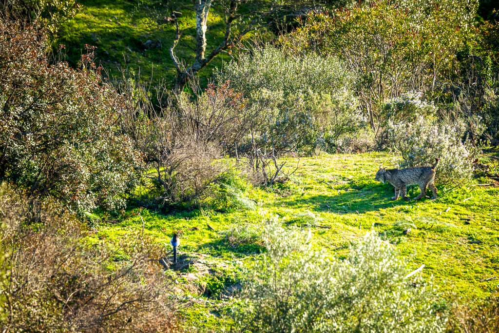 sierra andujar lynx pardelle 34