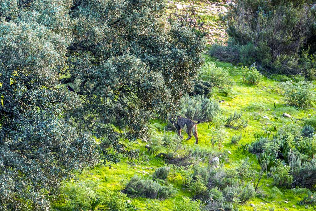 sierra andujar lynx pardelle 35