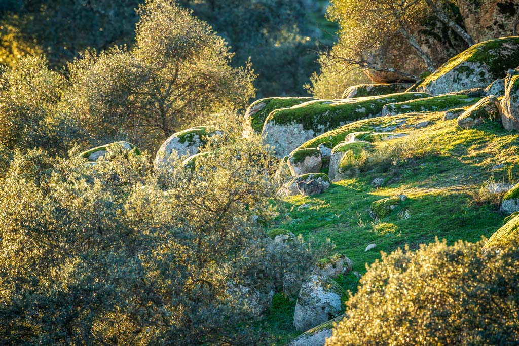 sierra andujar lynx pardelle 36