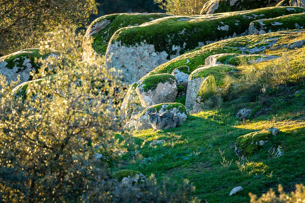 sierra andujar lynx pardelle 37