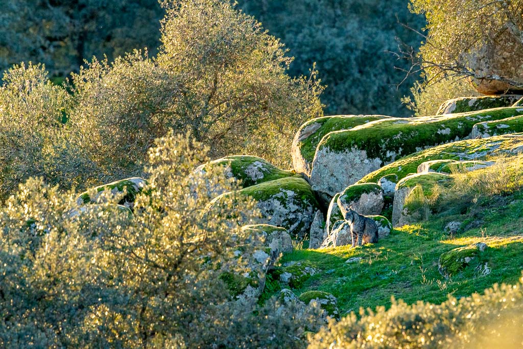 sierra andujar lynx pardelle 38