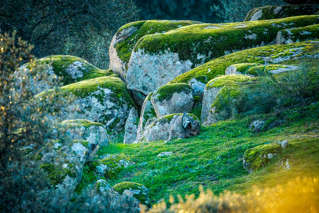 sierra andujar lynx pardelle 39