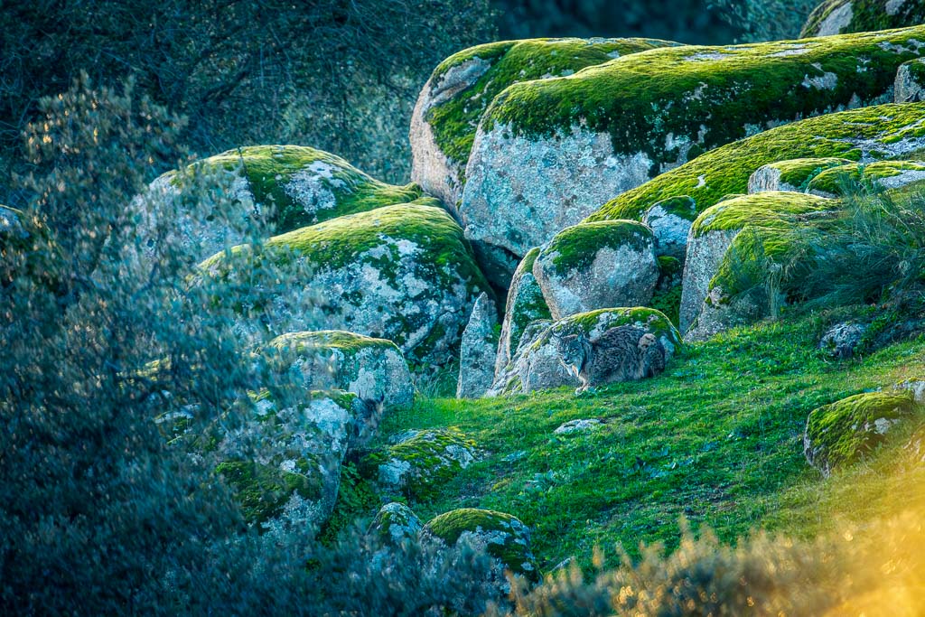 sierra andujar lynx pardelle 40