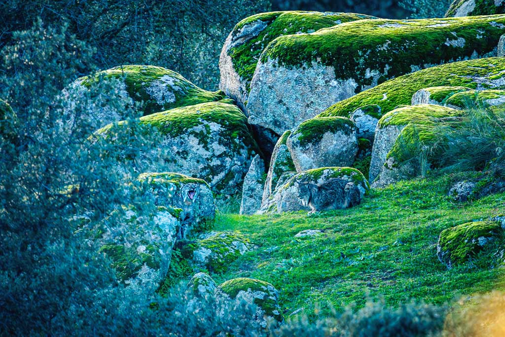 sierra andujar lynx pardelle 41