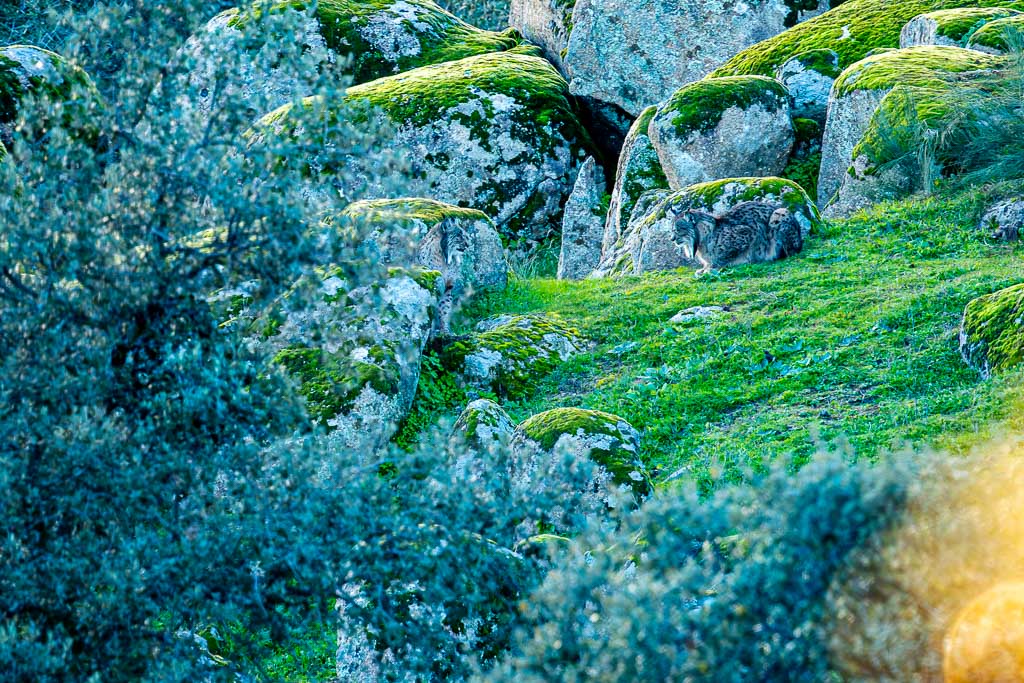 sierra andujar lynx pardelle 42