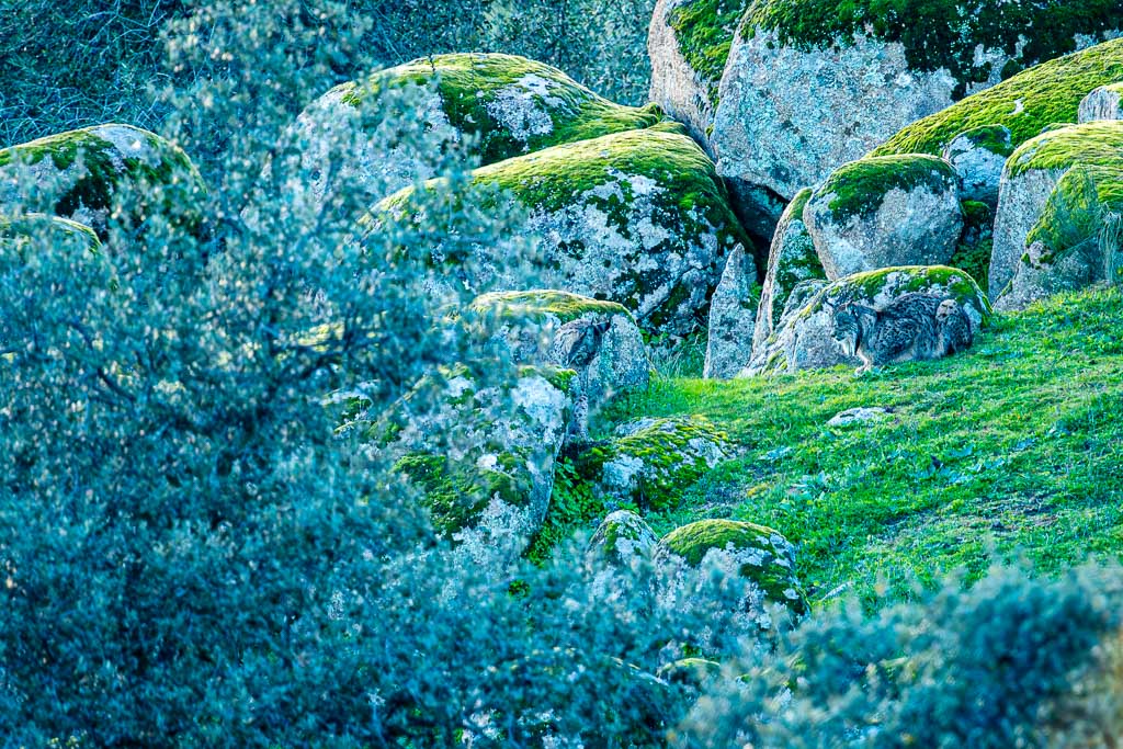 sierra andujar lynx pardelle 43